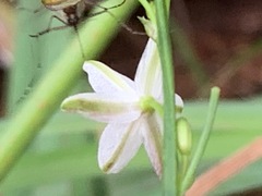 Caesia parviflora minor