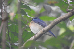 Cyornis