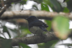 Cyornis