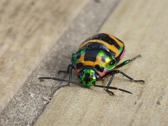 Chrysocoris fascialis