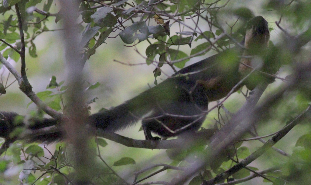 Black Giant Squirrel