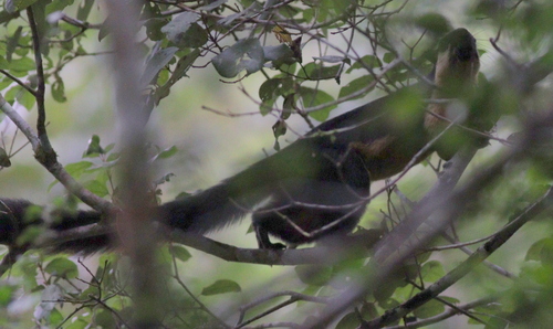 Black Giant Squirrel