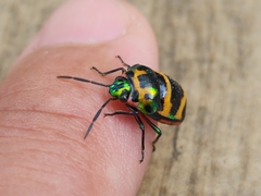 Chrysocoris fascialis