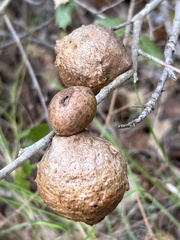 Amphibolips quercuspomiformis