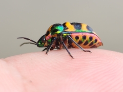 Chrysocoris fascialis