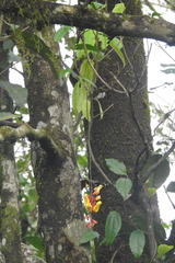 Thunbergia mysorensis
