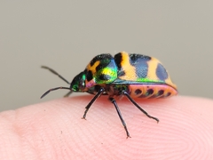 Chrysocoris fascialis