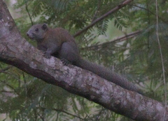 Callosciurus caniceps