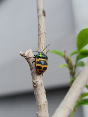 Chrysocoris fascialis
