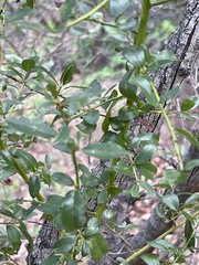 Ceanothus spinosus
