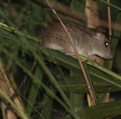 Rattus argentiventer