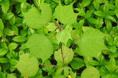 Triumfetta rhomboidea