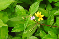 Impatiens minor