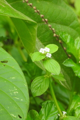 Spermacoce latifolia
