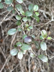 Rhamnus crocea