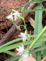 Caesia parviflora minor