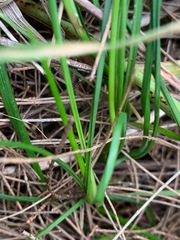 Caesia parviflora minor