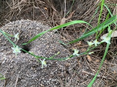 Caesia parviflora minor