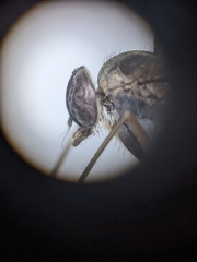 Rhagio