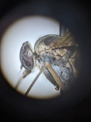 Rhagio