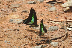 Graphium teredon