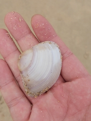 Austromactra rufescens