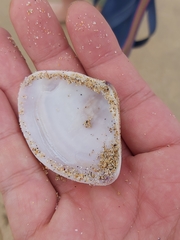 Austromactra rufescens