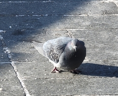 Columba livia domestica