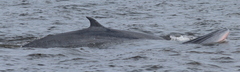 Balaenoptera edeni