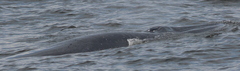 Balaenoptera edeni