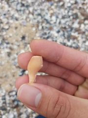 Mitridae
