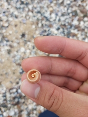 Mitridae