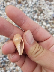 Mitridae