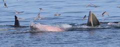 Balaenoptera edeni