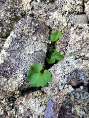 Calystegia tuguriorum