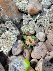 Calystegia tuguriorum