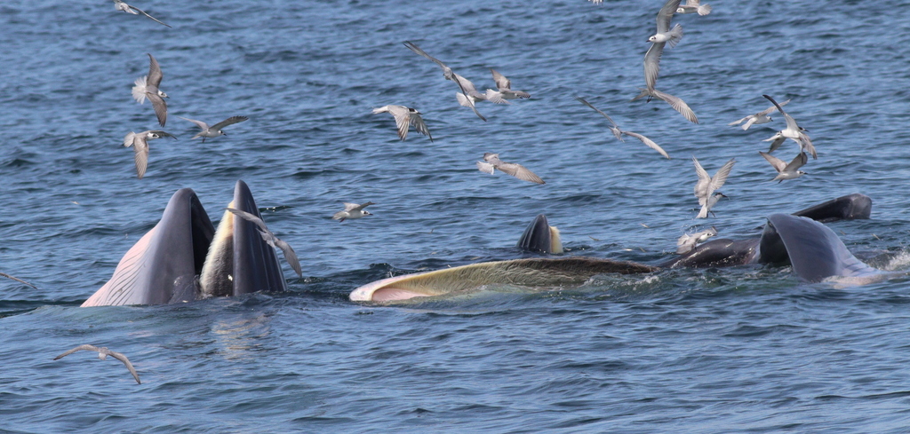 Bryde's whales feeding among seabirds