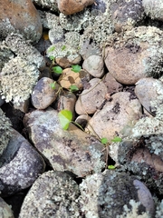 Calystegia tuguriorum