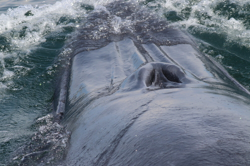 カツオクジラ