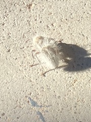 Dasymutilla gloriosa