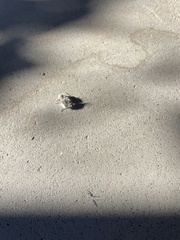 Dasymutilla gloriosa