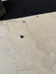 Dasymutilla gloriosa