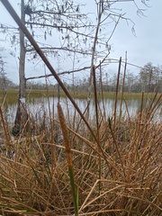 Eleocharis cellulosa