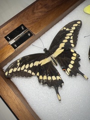 Papilio