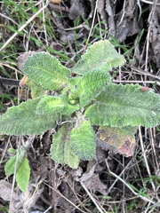 Salvia spathacea