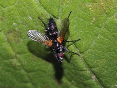 Phyllomya volvulus