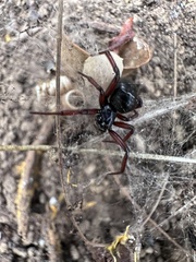 Steatoda capensis
