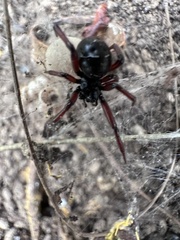Steatoda capensis