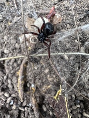 Steatoda capensis
