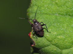 Polymerus nigrita